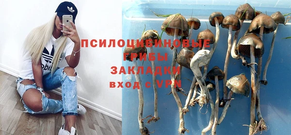 прущие грибы Баксан