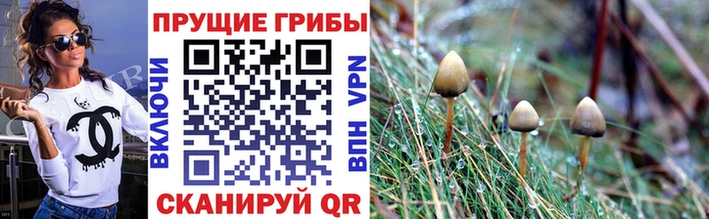 Псилоцибиновые грибы Psilocybine cubensis  ОМГ ОМГ   Белозерск 